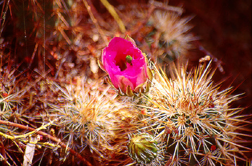 Cactus Flower, Anza Borrego