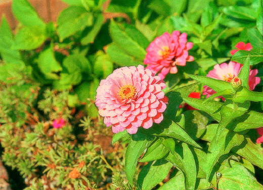 Flowerbed in Georgetown, Washington, DC