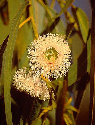 Eucalipt Flower, California