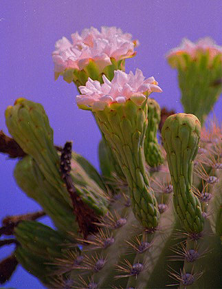 Organ Pipe Cactus Flowers, Arizona
