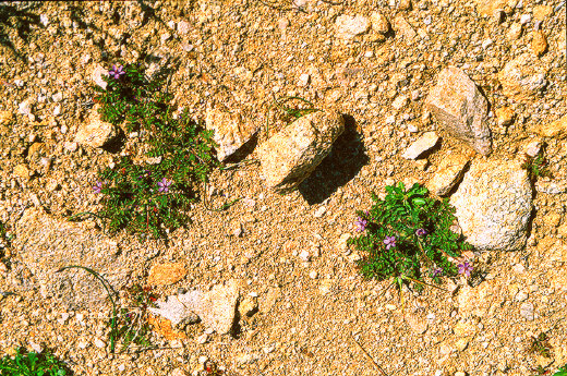 Wildflowers on the sand, Joshua Tree