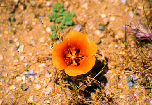 Desert Mariposa Lily, Joshua Tree