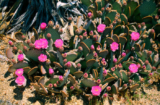 Beavertail Cactus, Joshua Tree