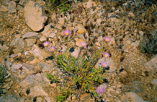 Mojave Aster, Joshua Tree