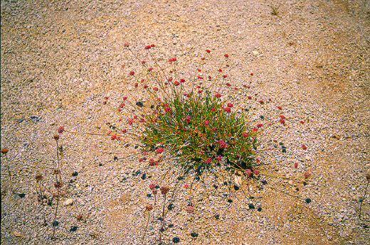 Wildflowers, Joshua Tree