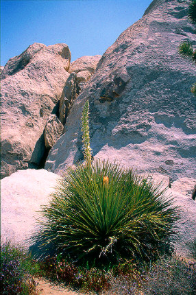 Yucca, Joshua Tree