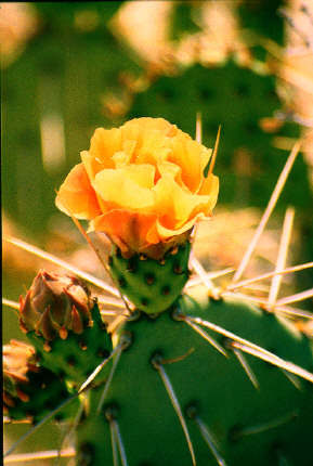 Prickly Pear Cactus, Joshua Tree