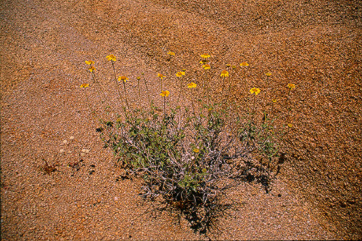 Desert-Marigold, Joshua Tree