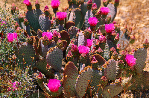 Beavertail Cactus, Joshua Tree