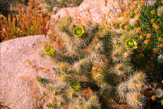 Cholla Cactus, Joshua Tree