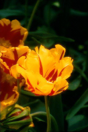 Tulips, Holland, MI