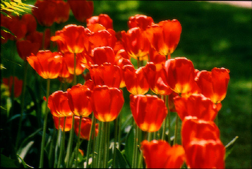Tulips, Holland, MI