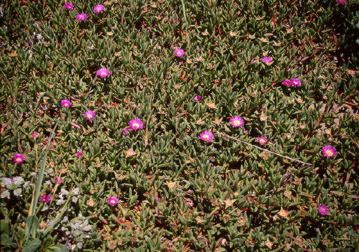Wildflowers, Point Reyes