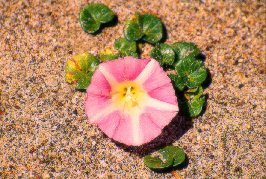 Wildflower, Point Reyes