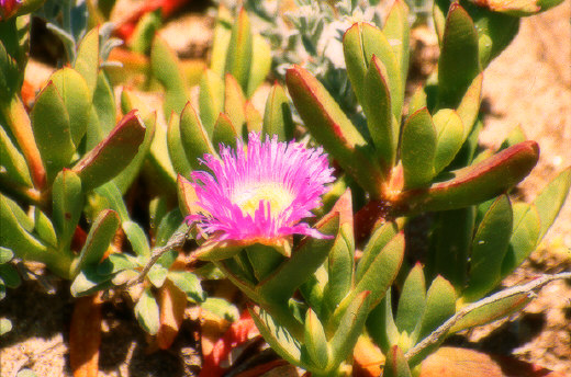 Wildflower, Point Reyes