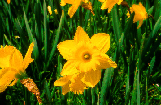 Daffodil flower, Washington, DC
