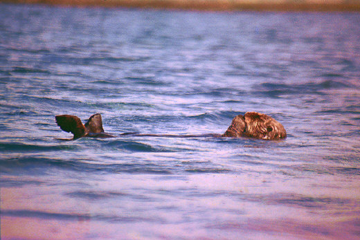 Monterey Bay - Sea Otter