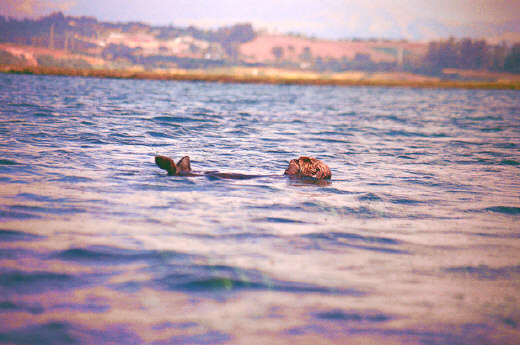 Monterey Bay - Sea Otter