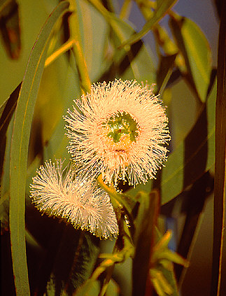 Eucalipt Flower