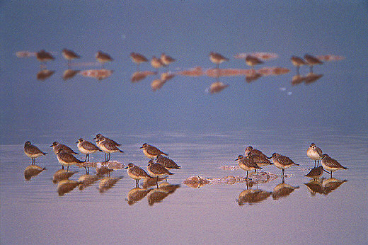 San Francisco Bay Wildlife Refuge - Birds