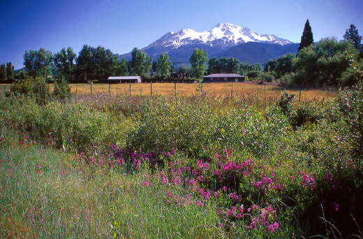 Mount Shasta