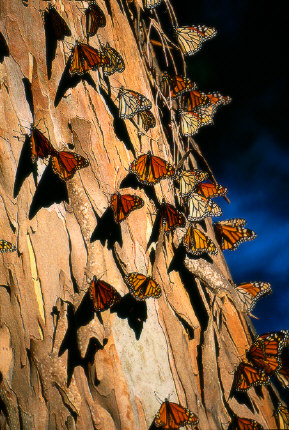 Santa Rosa Monarch Butterfly Refugee