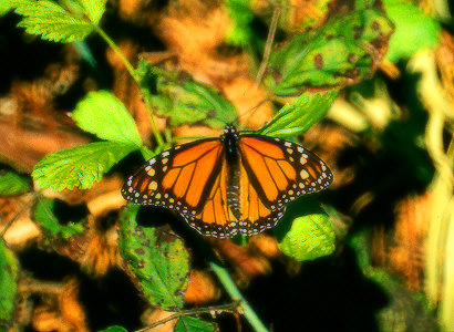 Santa Rosa Monarch Butterfly Refugee