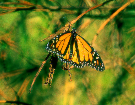 Santa Rosa Monarch Butterfly Refugee