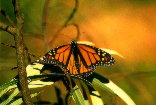 Santa Rosa Monarch Butterfly Refugee