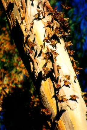 Santa Rosa Monarch Butterfly Refugee