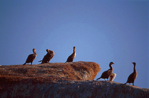 Santa Rosa - Brandt's Cormorants