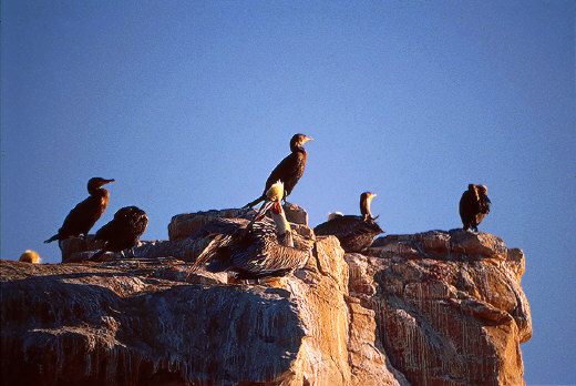 Santa Rosa - Pelicans and Brandt's Cormorants