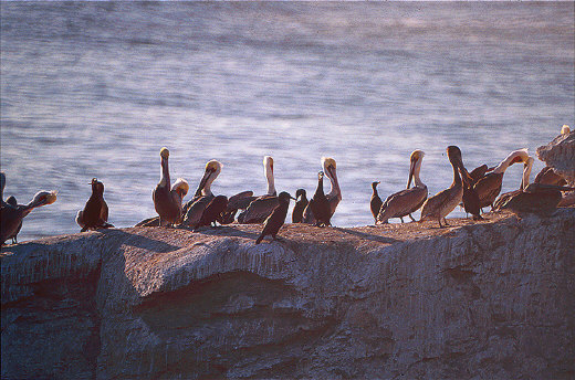 Santa Rosa - Pelicans and Brandt's Cormorants