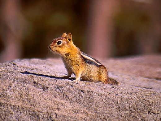 Chipmunk