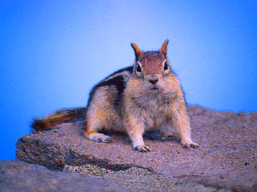 Chipmunk