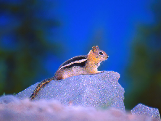 Chipmunk