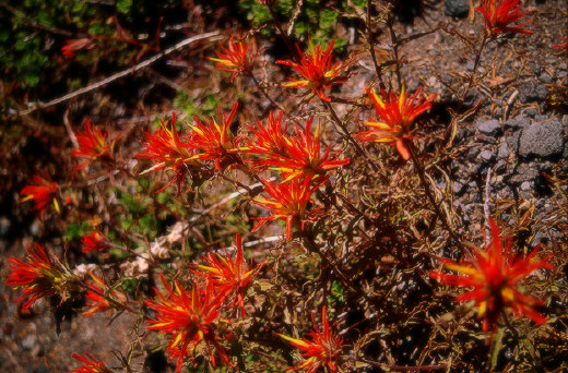 Wildflowers on the slope of Cinder Cone