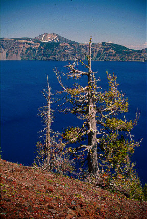 Pine Tree on the rim of Cinder Cone