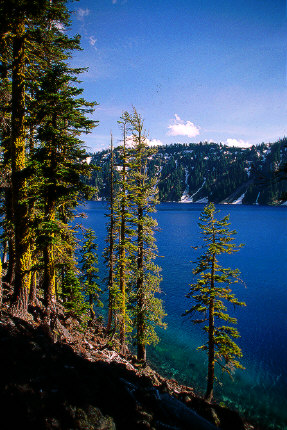 Pines near Governor's Bay