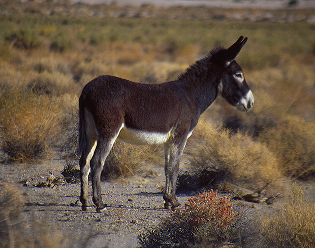 Saline Valley - Wild Burro