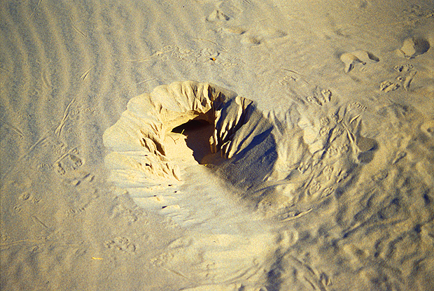 Eureka dunes - There is something out there