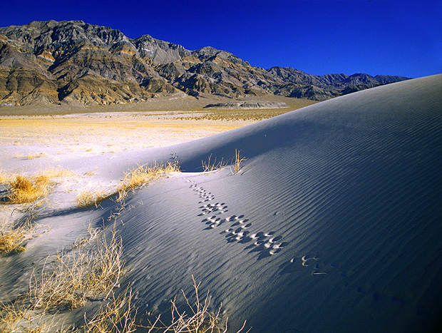 Eureka dunes - Footprints