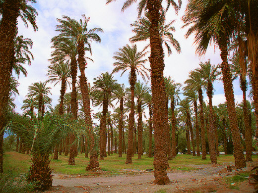 Palm Grove ar Furnace Creek