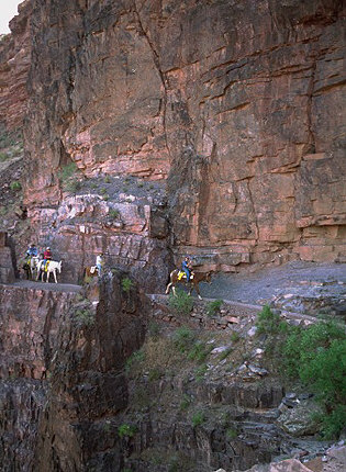 Mules on the Kaibab Trail