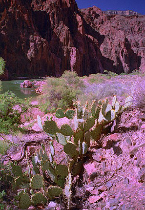 Prickle Pear Cactus patch on the banks of Colorado River