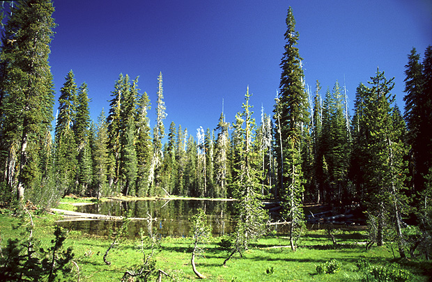 A small forest lake near Summit Lake