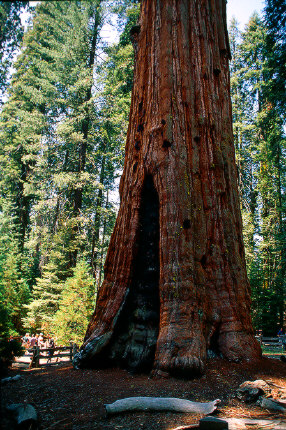 General Sherman Tree