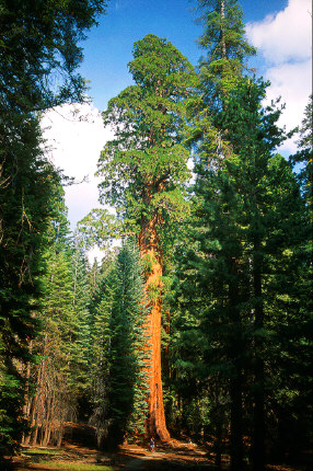 General Lee Tree