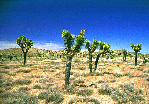 Joshua Tree grove in Queen Valley