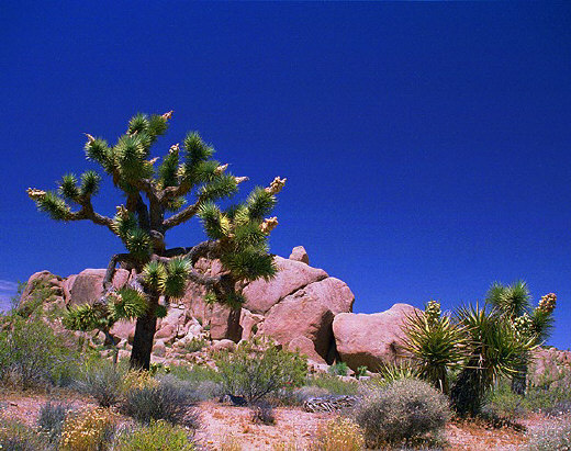 Rocky formations